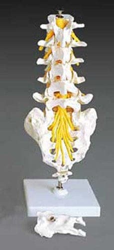 Complete Medical Physician Supplies Wolters Kluwer Health Flexible Lumbar Vertebral Column