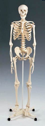 Complete Medical Physician Supplies Wolters Kluwer Health Skeleton Model Plastic