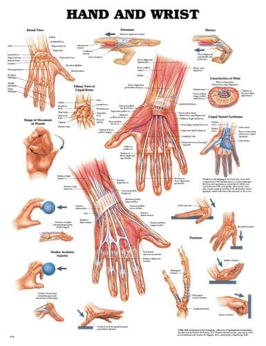 Complete Medical Physician Supplies Wolters Kluwer Health The Hand & Wrist Chart