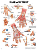 Complete Medical Physician Supplies Wolters Kluwer Health The Hand & Wrist Chart
