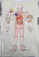 SkilCare Sensory Integration Human Anatomy SkilCare Human Anatomy Gel Maze